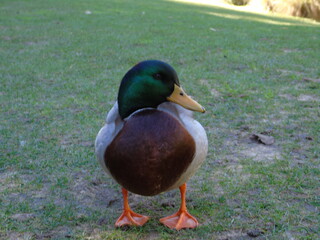 duck on the grass