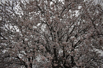cherry blossom in spring