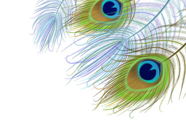 Peacock feather realistic in boho style. Luxury design.