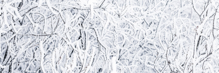Snow and rime ice on the branches of bushes. Beautiful winter background with trees covered with hoarfrost. Plants in the park are covered with hoar frost. Cold snowy weather. Cool frosting texture.