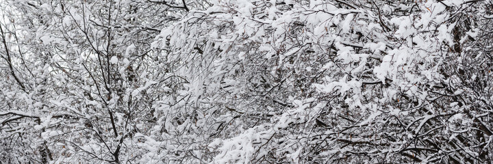 Snow on the branches of trees and bushes after a snowfall. Beautiful winter background with snow-covered trees. Plants in a winter forest park. Cold snowy weather. Cool panoramic texture of fresh snow