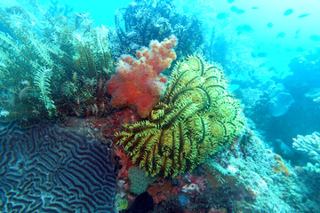 Haarstern, Seelilie und Weichkoralle (Dendronephthya sp.)