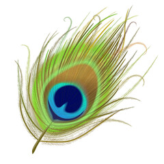 Peacock feather realistic in boho style. Luxury design.