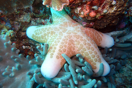 Walzenstern, Walzenseestern  - Choriaster granulatus