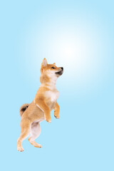 jumping shiba inu puppy dog