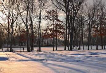 winter trees casting a shadow