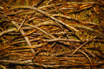 Wood Texture Close up