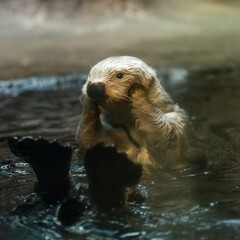 ラッコのかわいい毛繕い1