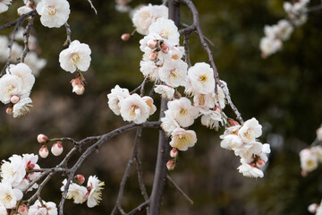 目黒不動尊の梅
