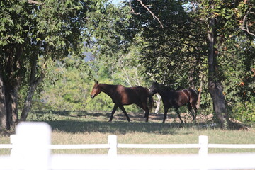 horse in the field