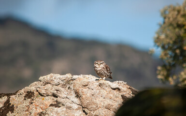 Un pequeño Mochuelo europeo (Athene noctua) posado en una roca. Sierra de Andújar (Jaén, España).