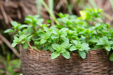 fresh herbs in a basket