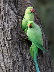 Pair of Rose-ringed Parakeets at a Nest