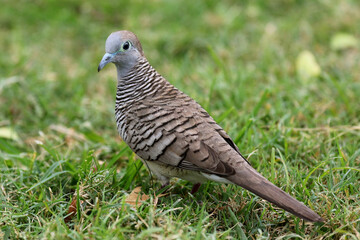 Zebra Dove in a Grassy Field