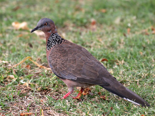 Spotted Dove in a Grassy Field