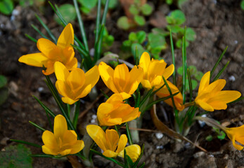 yellow crocuses - one of the first spring flowers blossomed on a flower bed in a city park