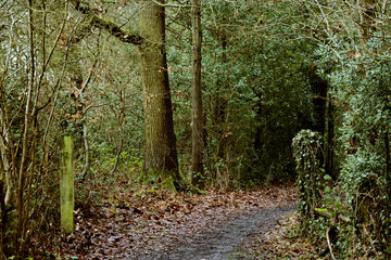 Lonely path in the wood in the evening, England, UK	