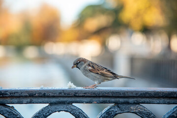 Little bird eating crumbs