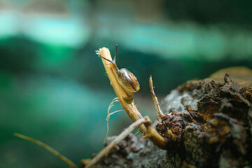 praying mantis on a tree