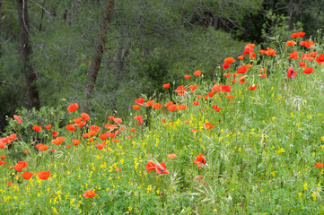 Wild poppies on the hill bordering Roussillon, Roussillon, Vaucluse, Provence-Alpes-Cote d'Azur,...