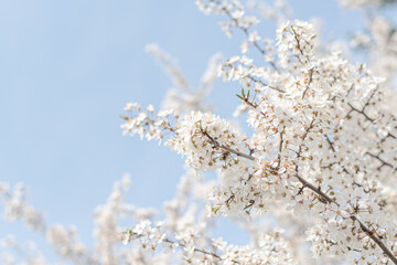 Trees blooming with white flowers in spring, against a blue sky.