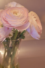 Pink Ranunculus flowers in a glass vase with blurred background.
