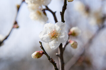 白梅のクローズアップ	