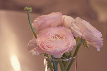 Pink Ranunculus flowers in a glass vase with blurred background.