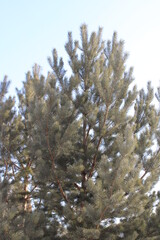 Trees in the Siberian Nature Reserve