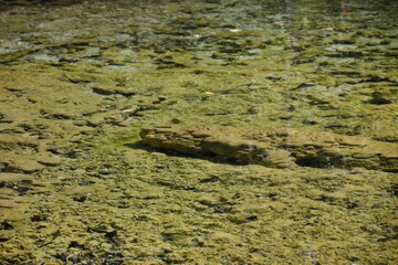beautiful lake in forest
