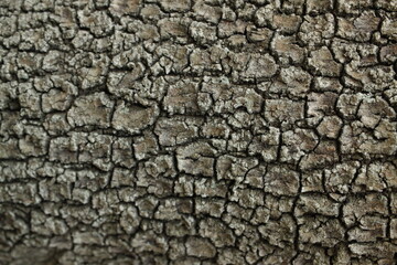 tree bark texture