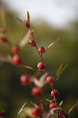 Fototapeta na wymiar red berries on a branch