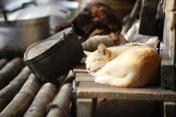 cat sleeping on the roof