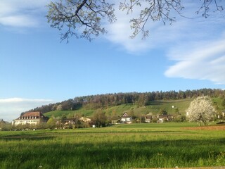 Obraz premium landscape with cows
