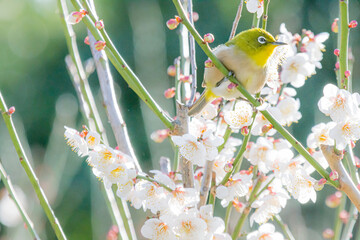 白梅とメジロ