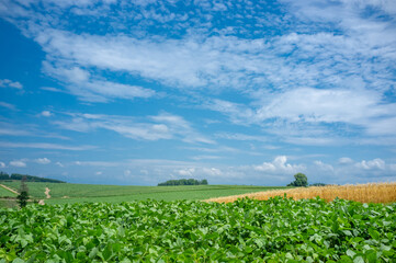 paisagens rurais de Hokkaido.
