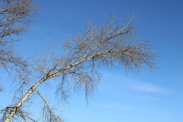 Fototapeta na wymiar Trees in the Siberian Nature Reserve