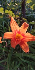 Fototapeta premium orange tiger lily