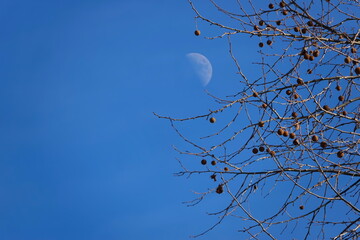 moon and tree in the sky