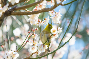 白梅とメジロ