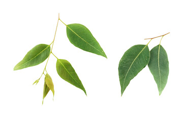 green eucalyptus leaves isolated on white background