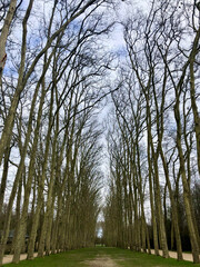 Tree Perspective in Versailles