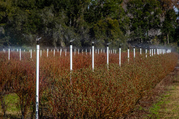 Blueberry farms with irrigation early spring