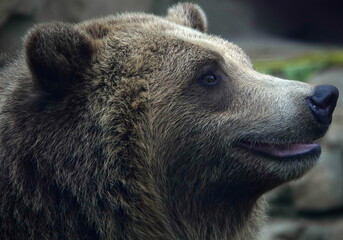 bear