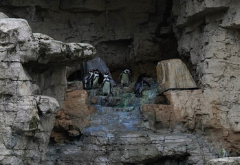 penguins
