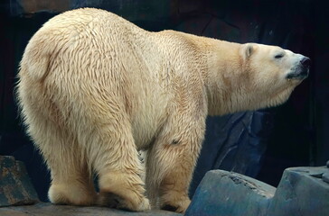 polar bear © james