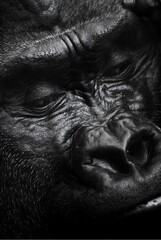 Fototapeta na wymiar Close up of a gorilla