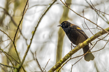 2021-01-30 A RED WINGED BLACK BIRD ON A PERCH