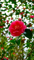Lisbon, Portugal - gardens of the Pena National Palace, popularly referred to only as Palácio da Pena or Castelo da Pena.