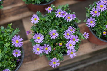Purple mountain orchid flowers and green leaves，Kalimeris lautureana (Debx.) Kitam.